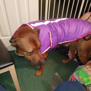 Padded Dog Coat - Large