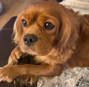 Rescue Dog