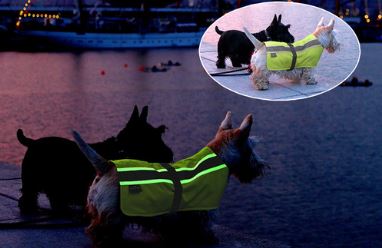 Flecta 3in1 Hi-Vis Dog Jacket