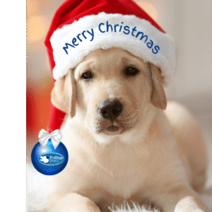 PDD Christmas Cards 5 pack