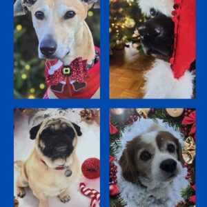 Pro Dogs Direct Charity Christmas Cards Multi