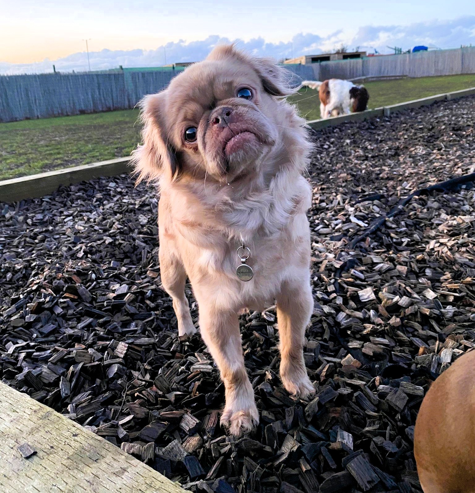 Bridie – Pug
