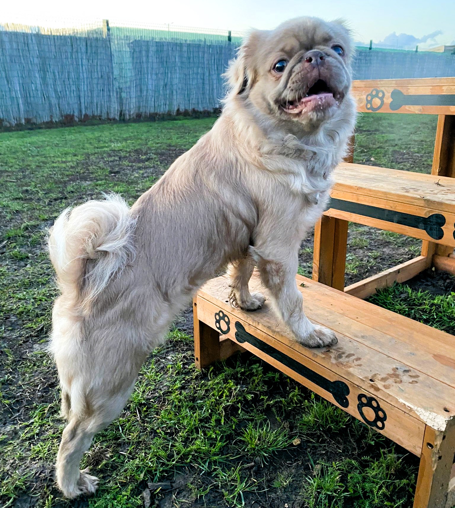 Bridie – Pug