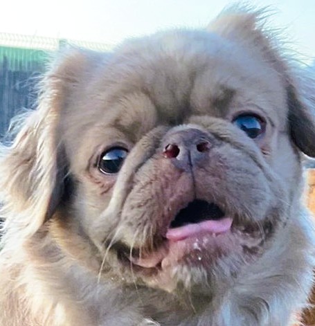 Bridie – Pug