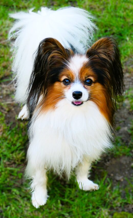 Mojo, a 4 years old male Papillon available for adoption from Pro Dogs Direct in Location not specified