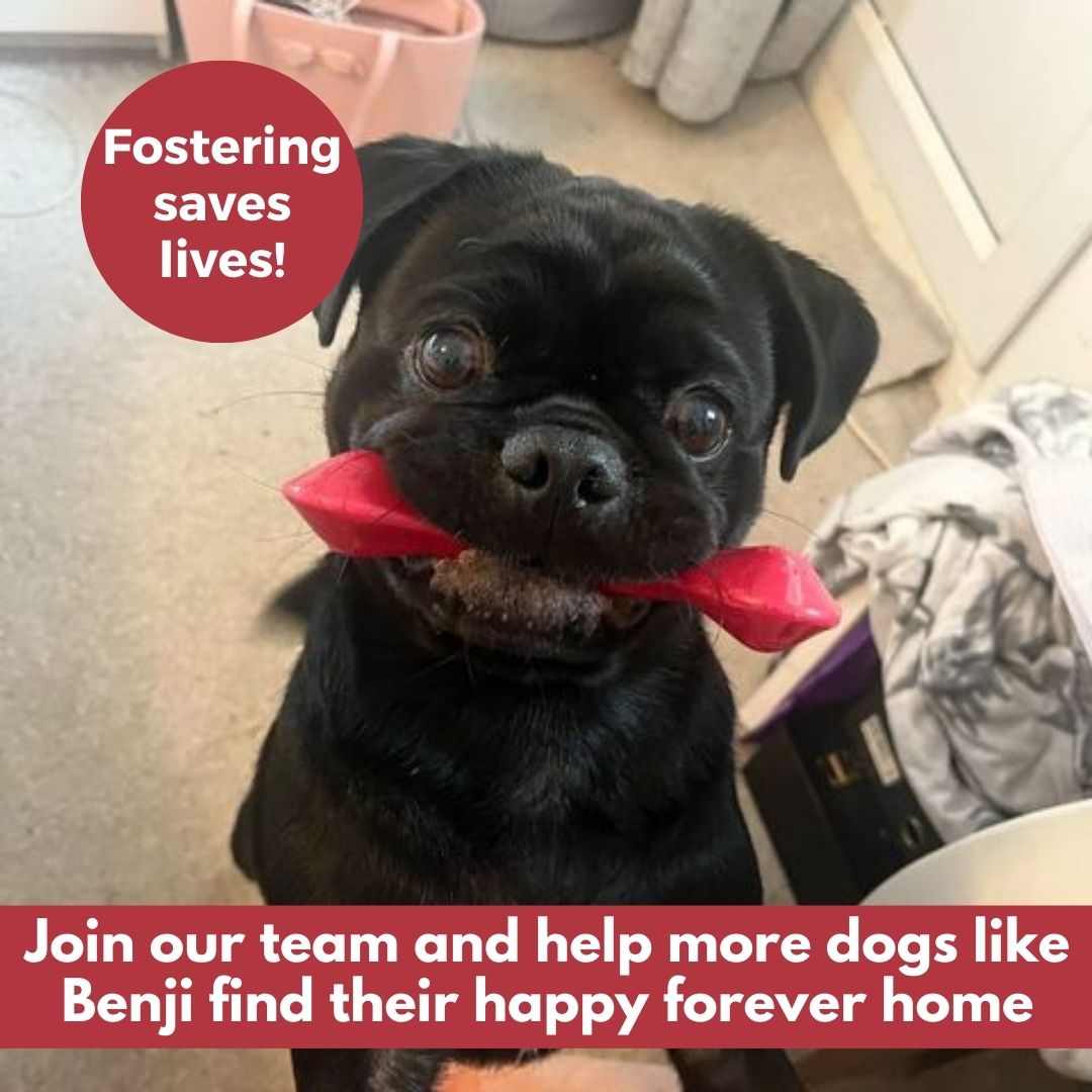 Maud – REHOMED