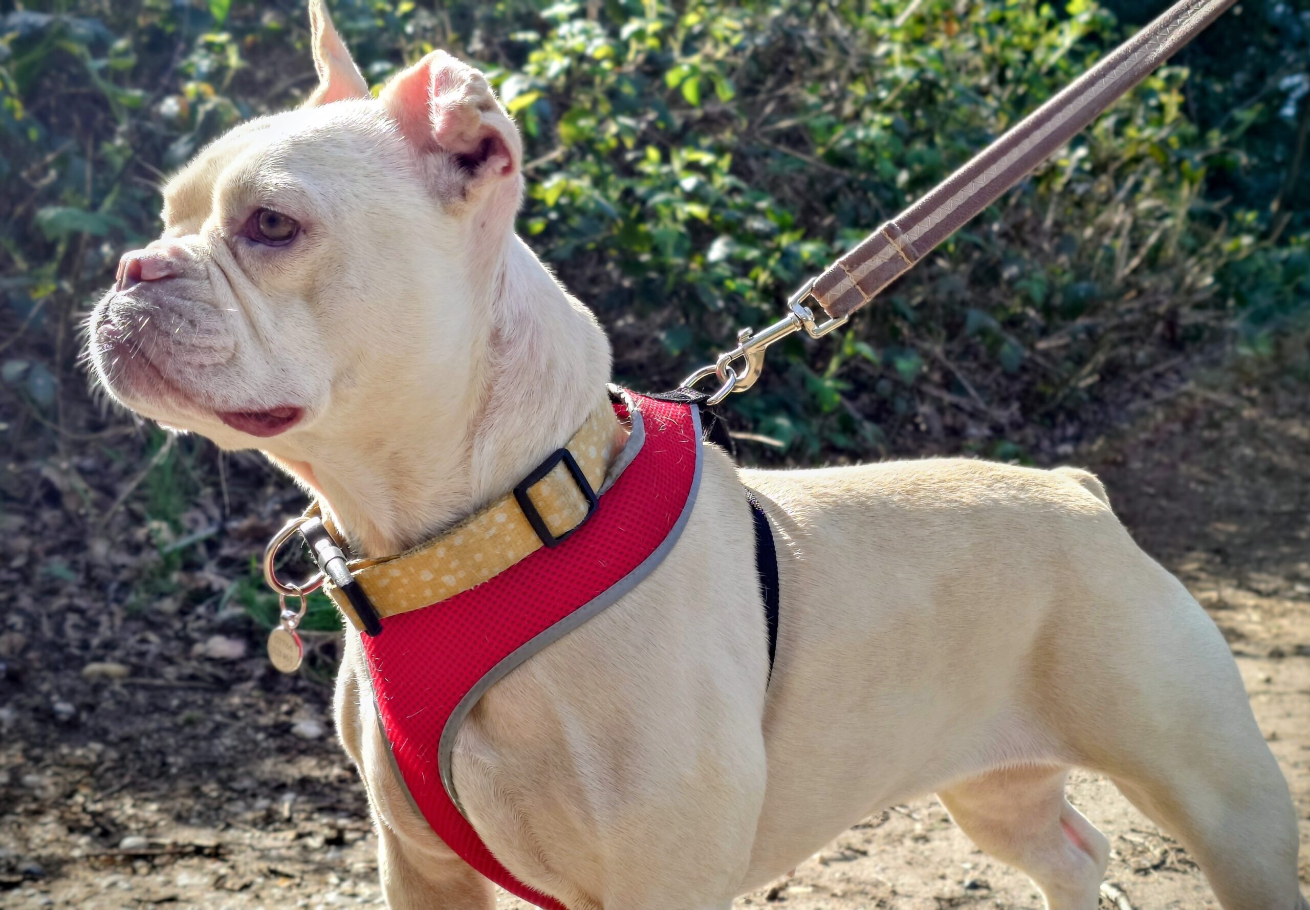 Maud – REHOMED