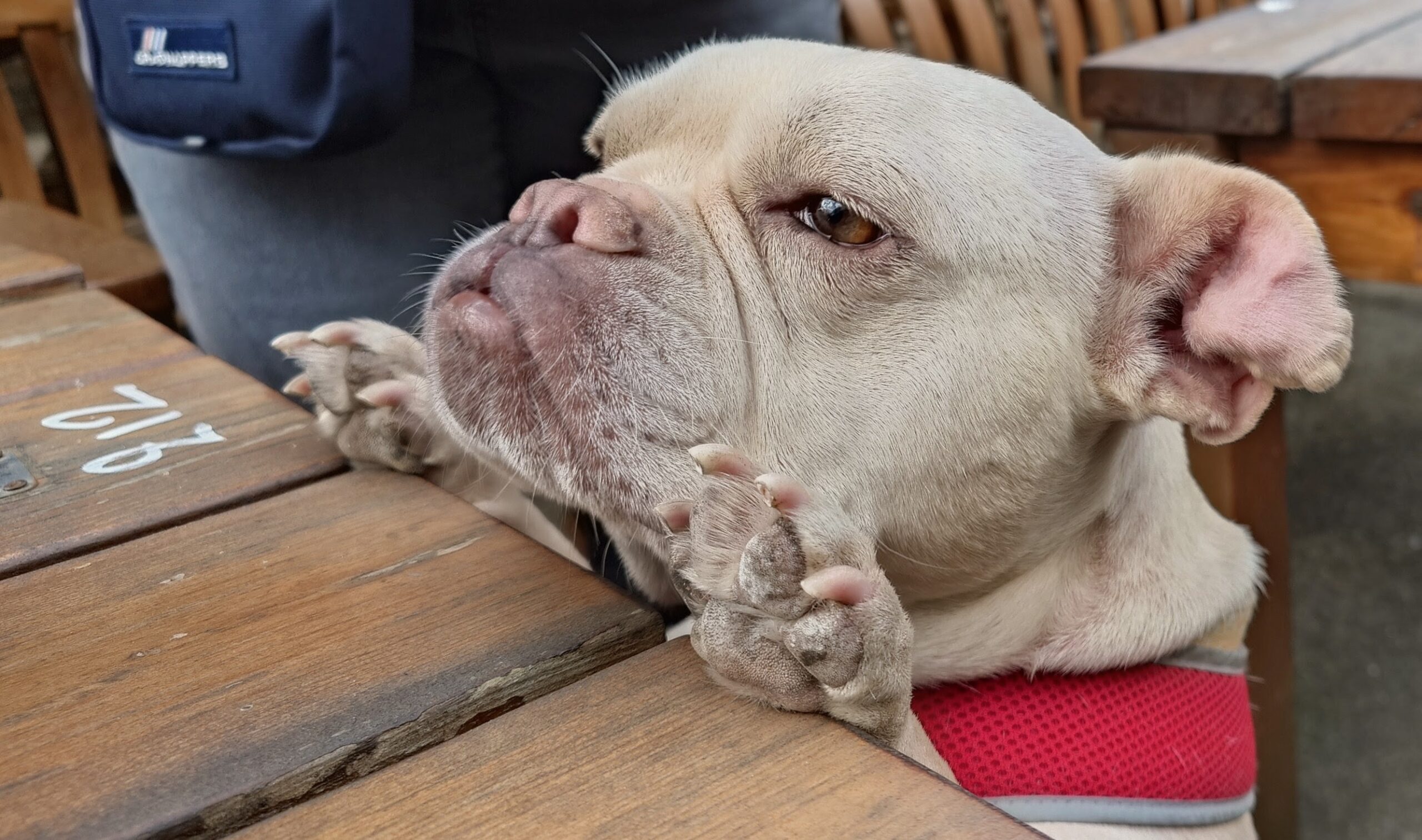 Maud – REHOMED
