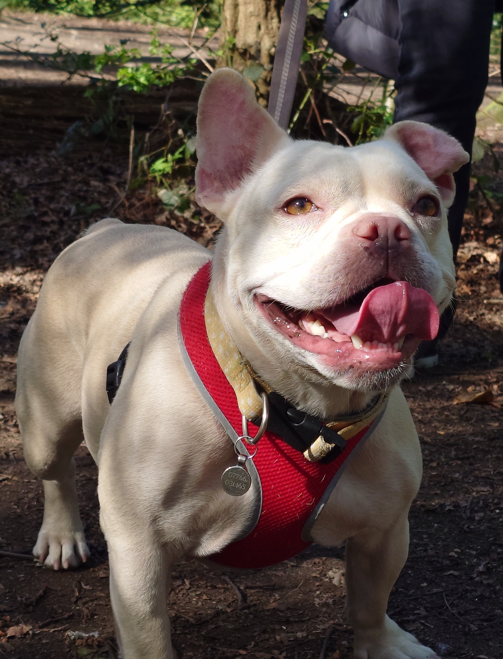 Maud – REHOMED