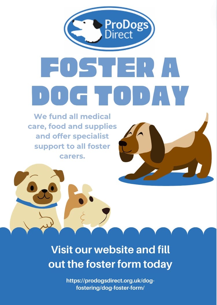Dobby – Lurcher