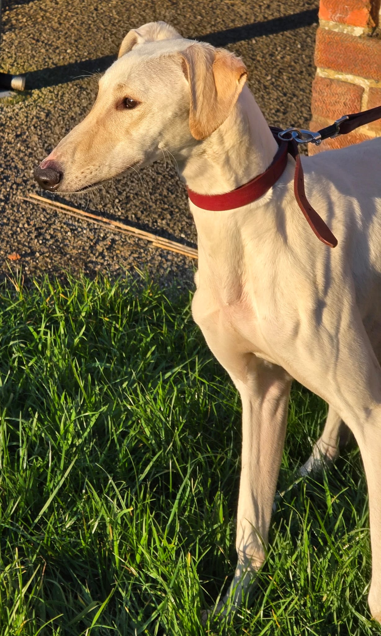 Dobby – Lurcher