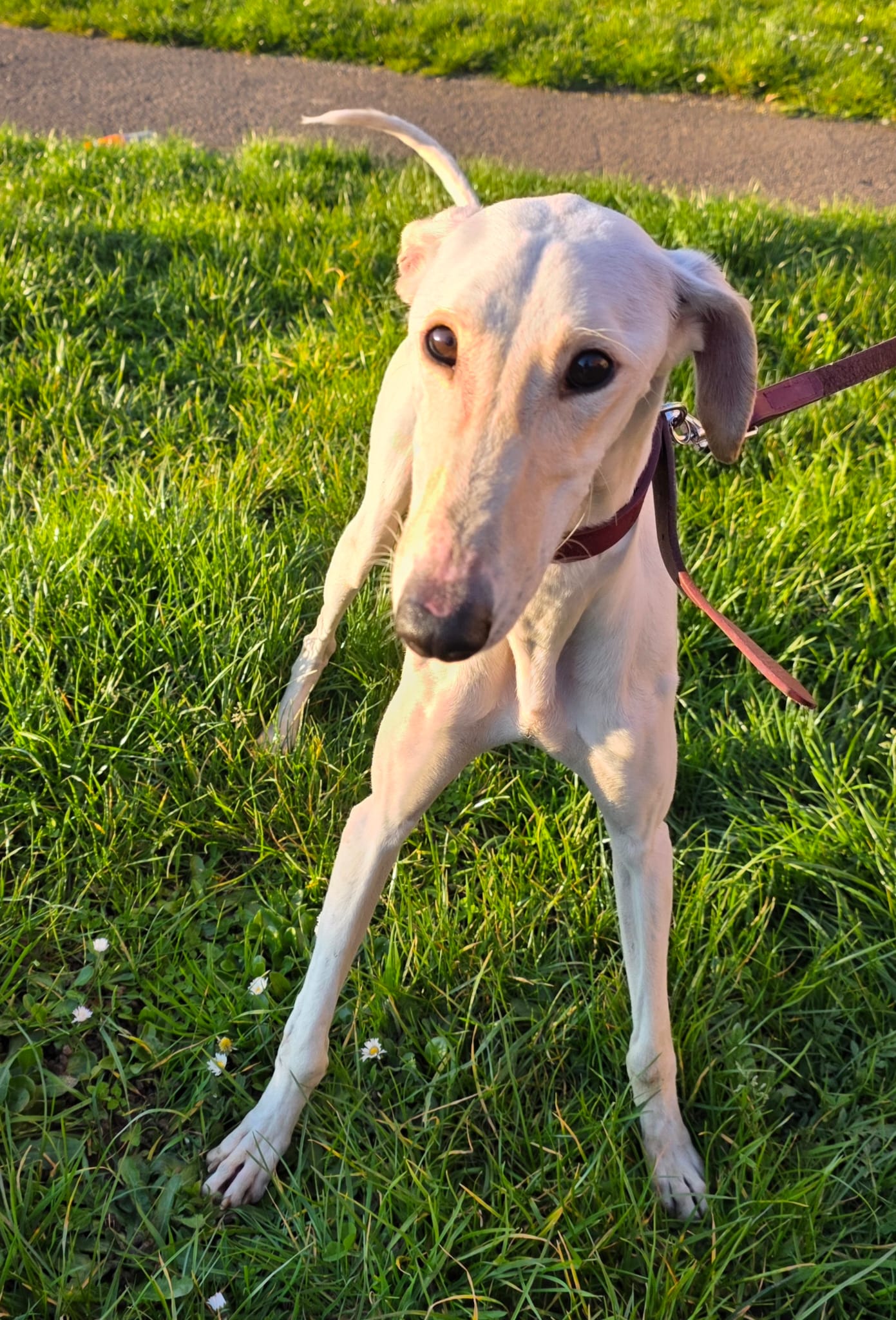 Dobby – Lurcher