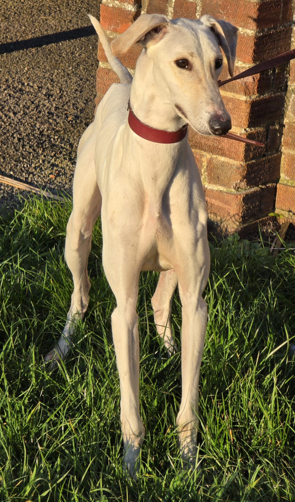 Dobby – Lurcher