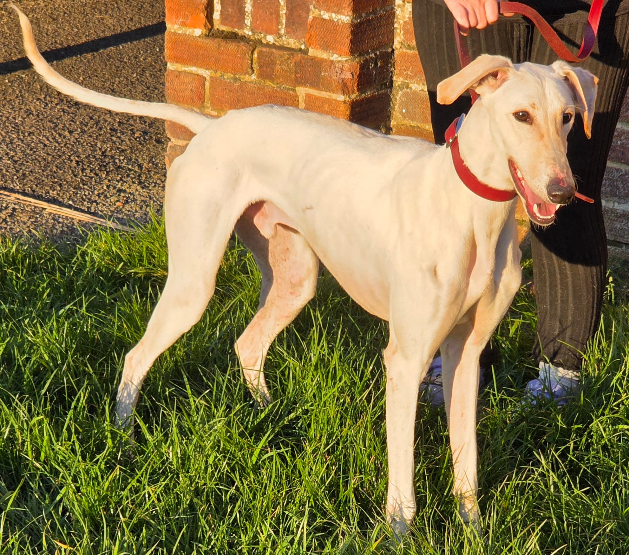 Dobby – Lurcher