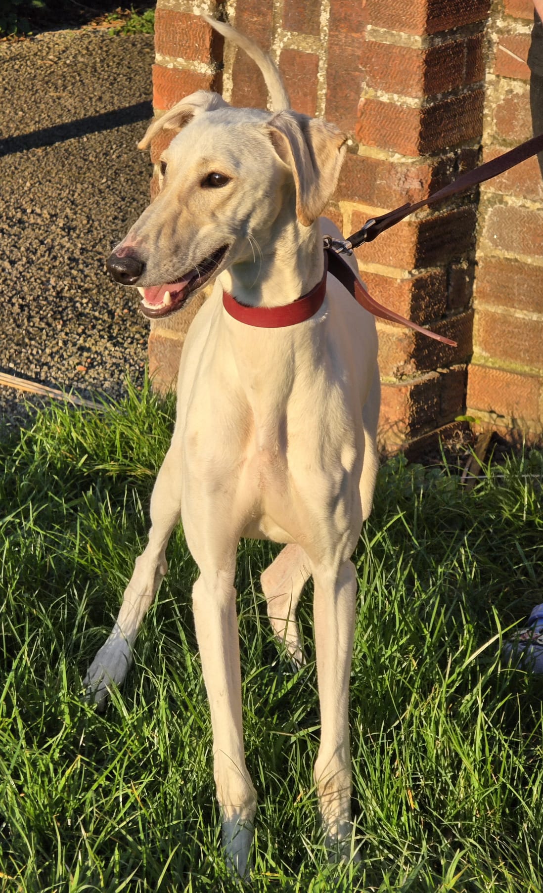 Dobby – Lurcher