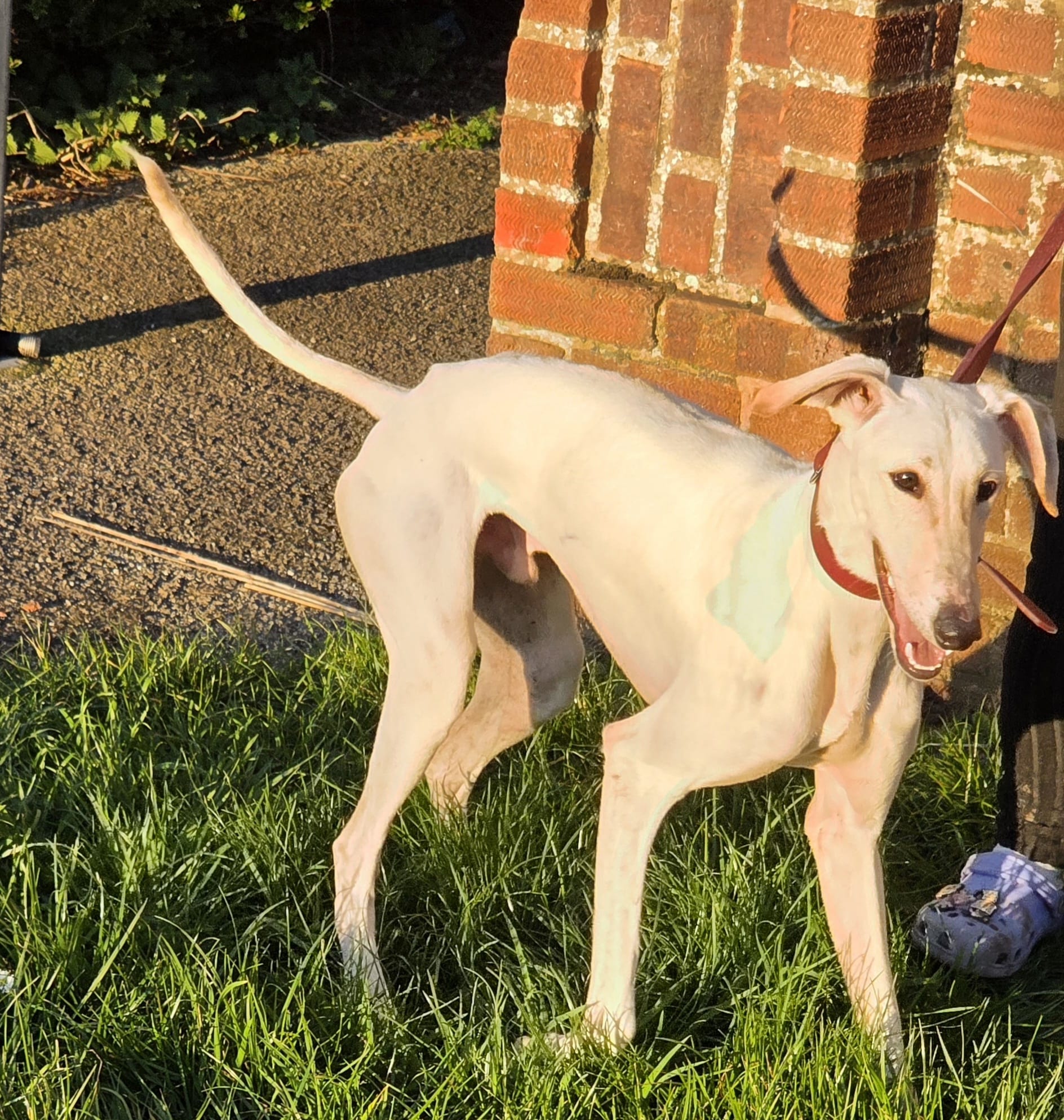 Dobby – Lurcher