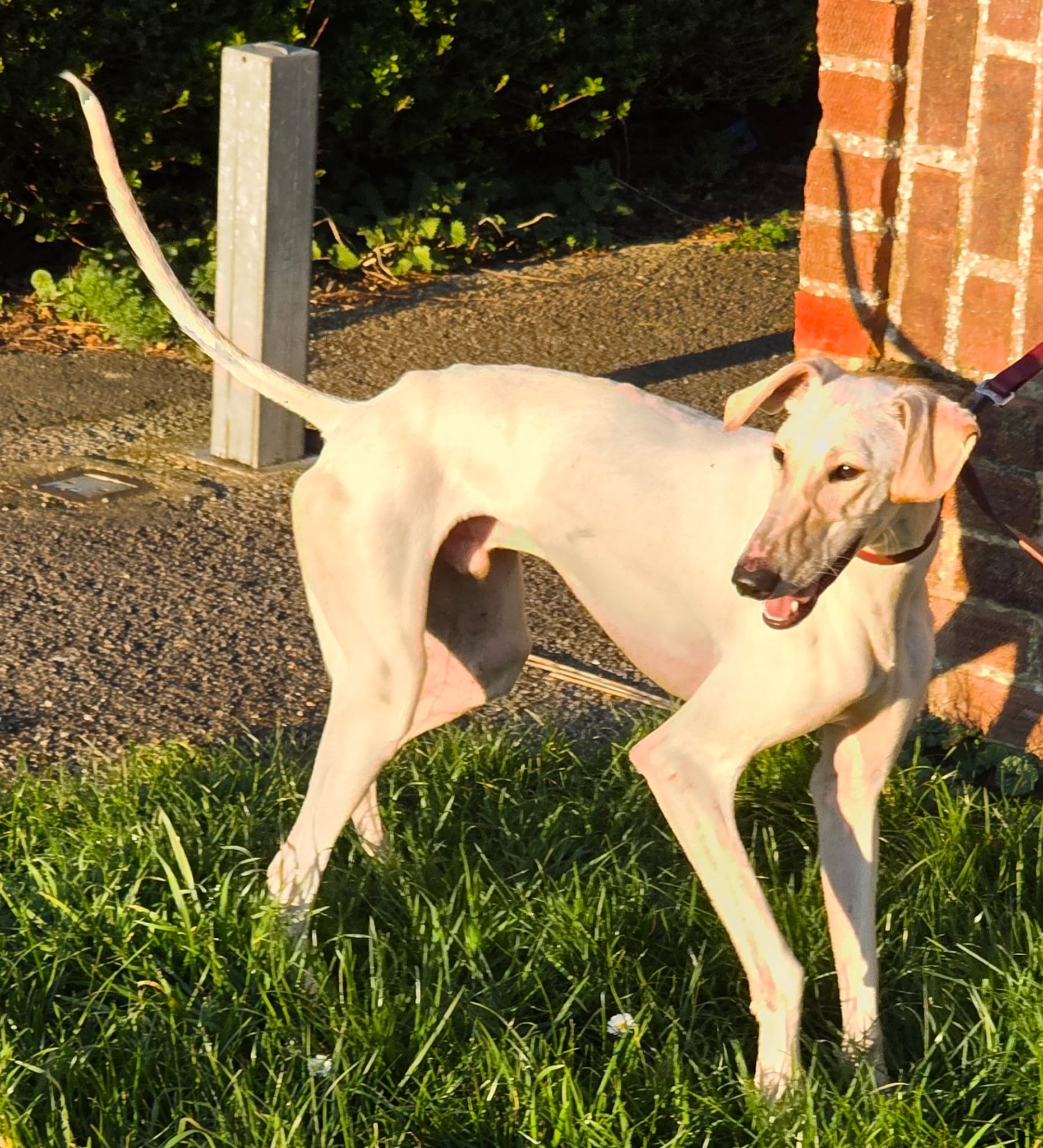 Dobby – Lurcher