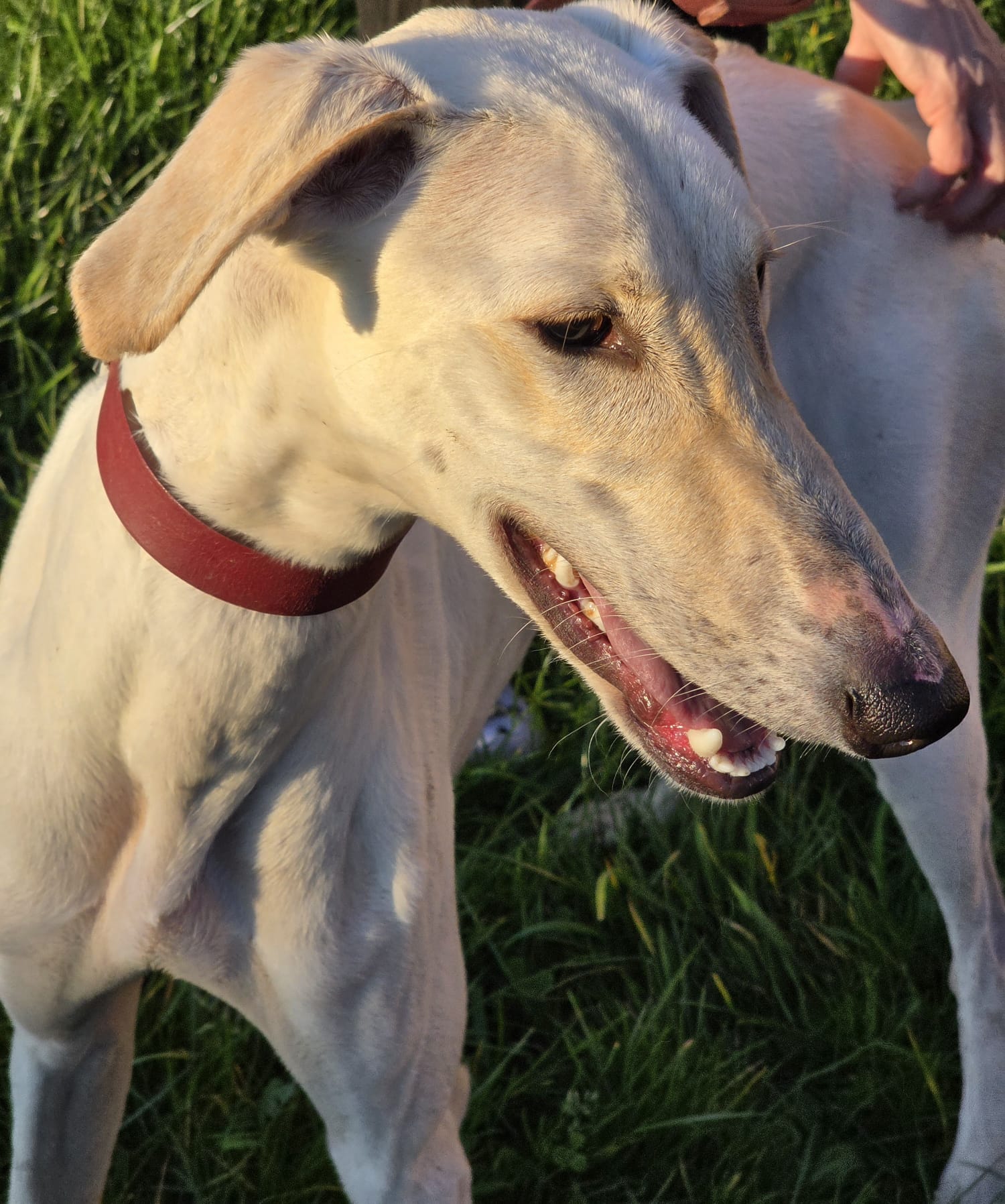 Dobby – Lurcher