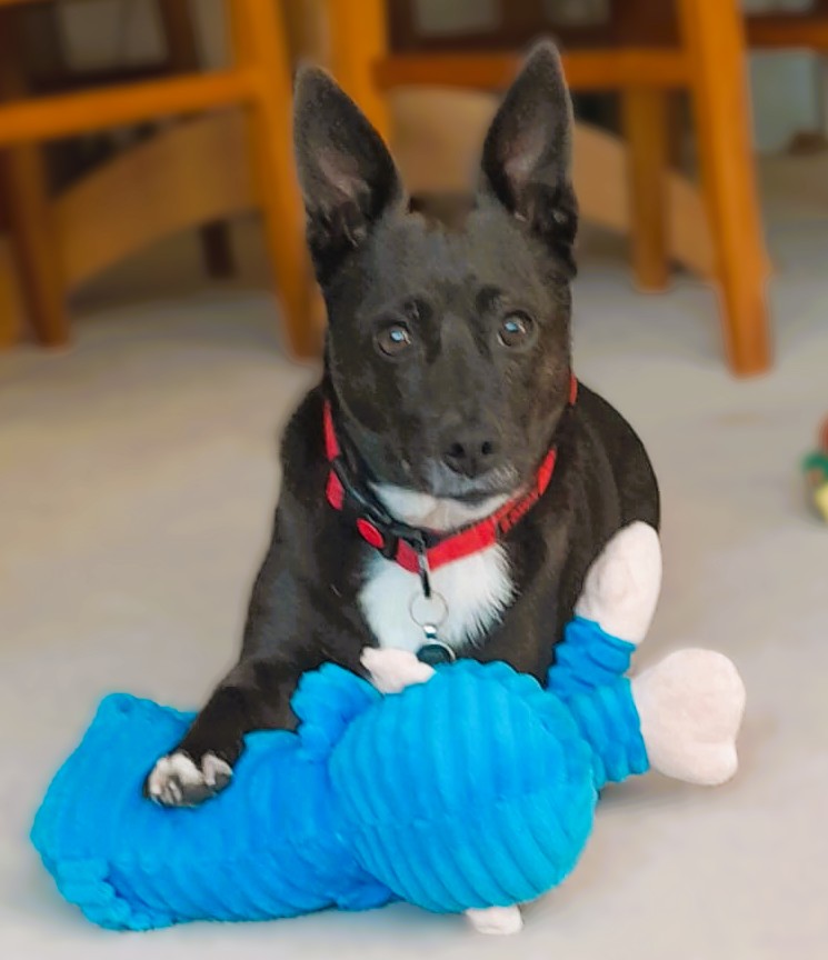 Ruby – Terrier