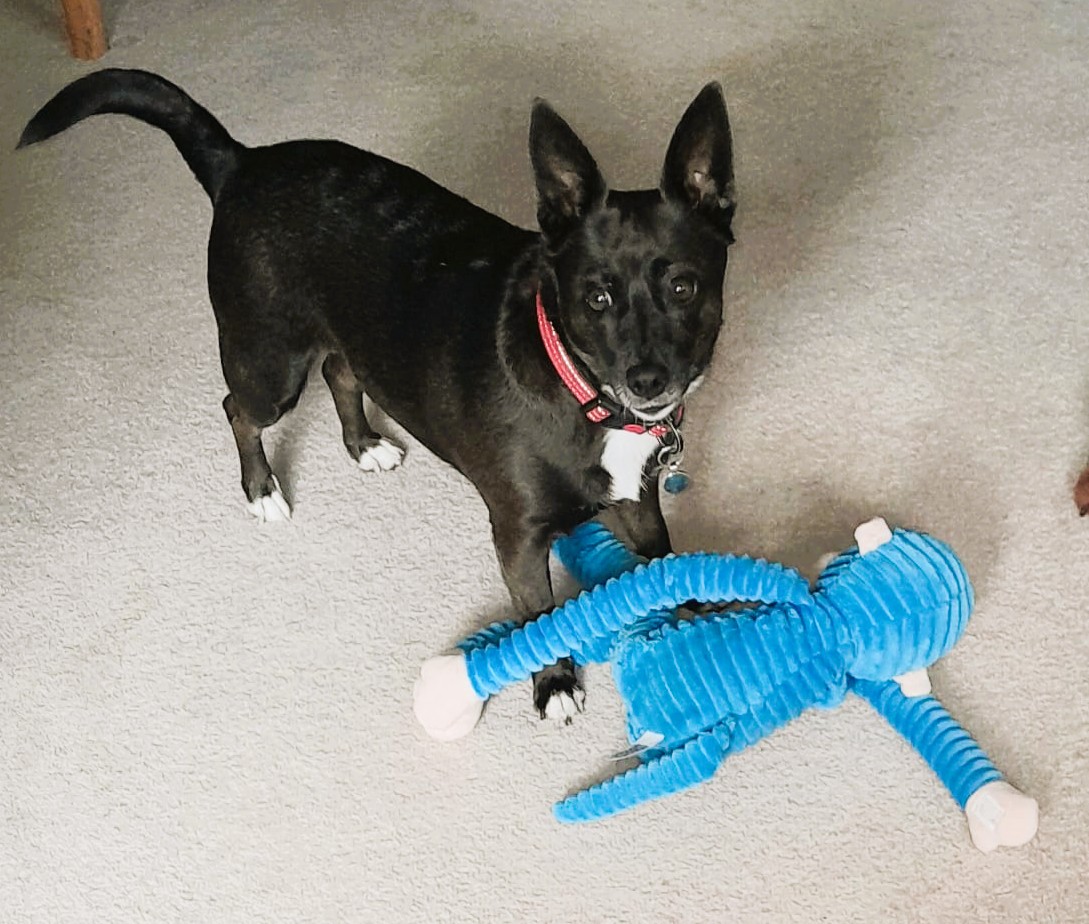 Ruby – Terrier