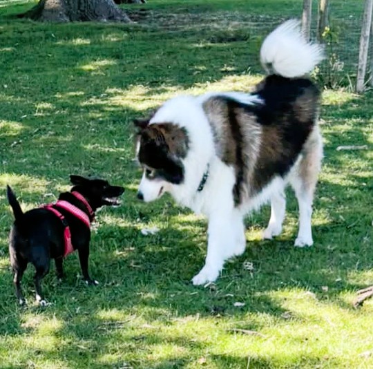 Ruby – Terrier