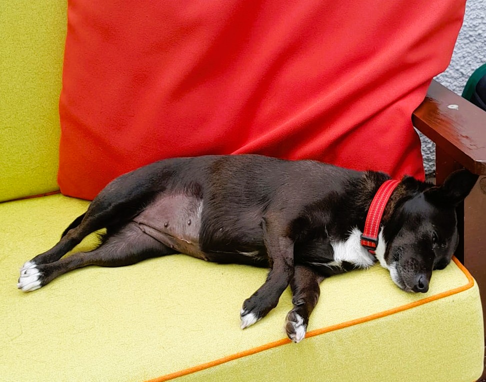 Ruby – Terrier