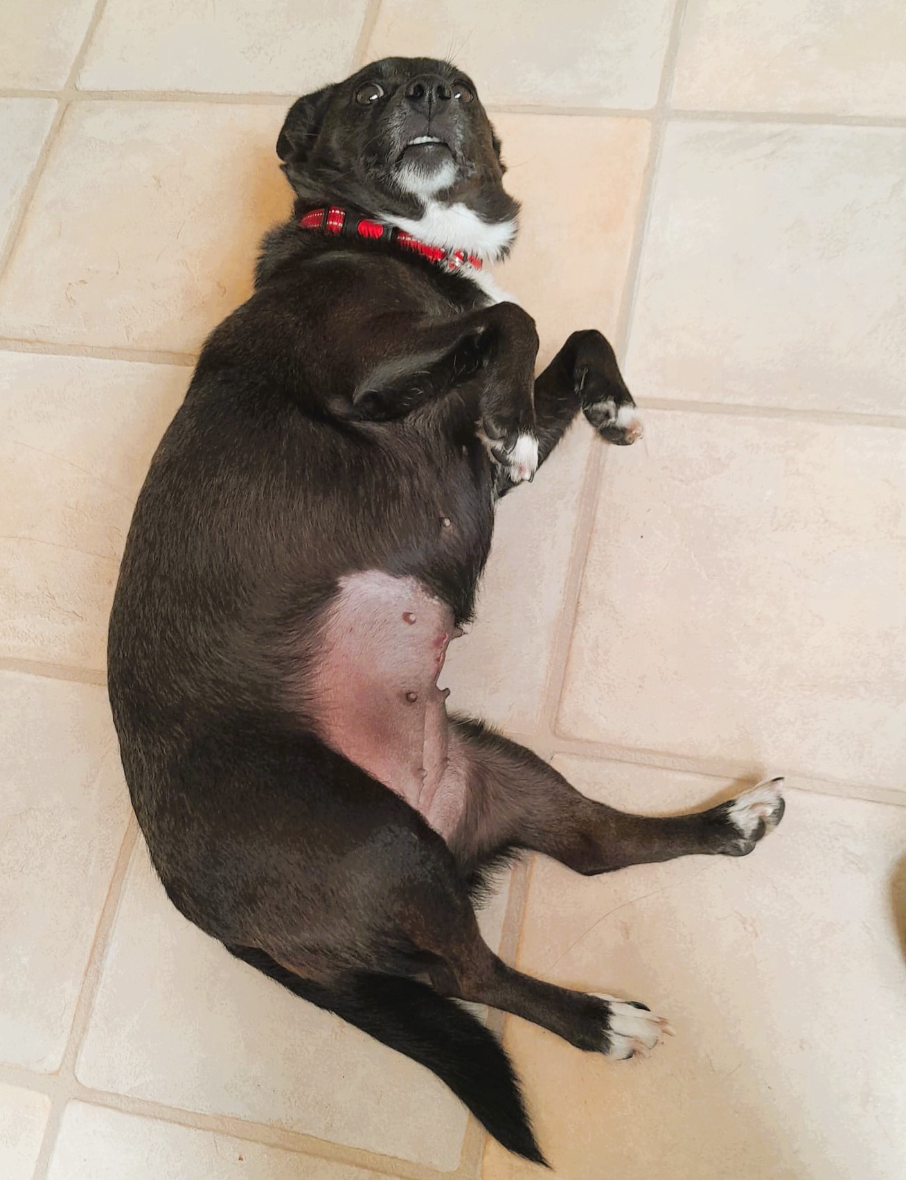 Ruby – Terrier