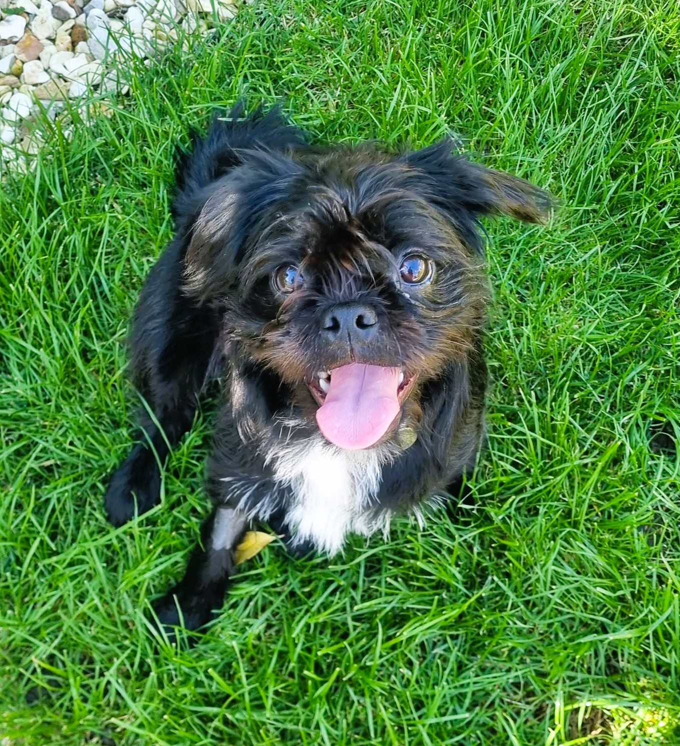 Buffy – Boston x Pug x Poodle (Crossbreed)