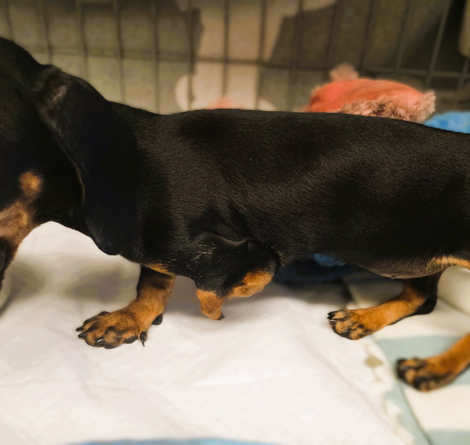 Patti – MIniature Dachshund Puppy