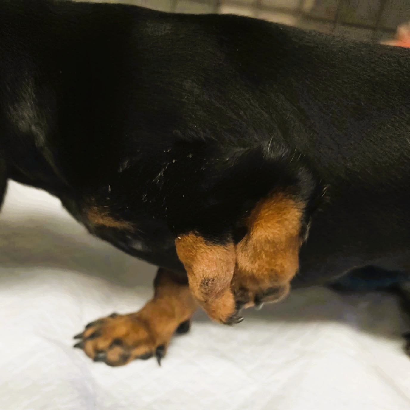 Patti – MIniature Dachshund Puppy