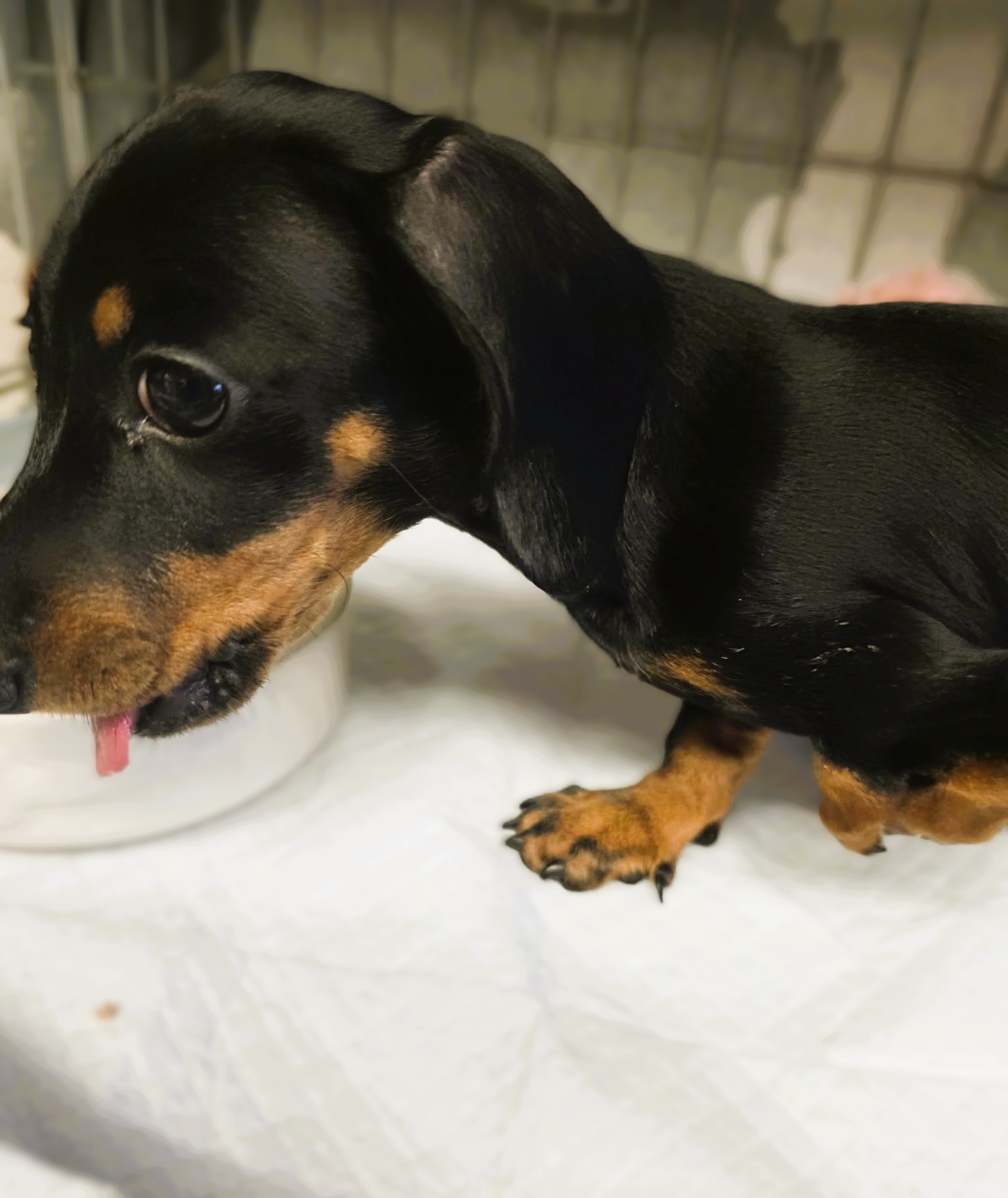 Patti – MIniature Dachshund Puppy