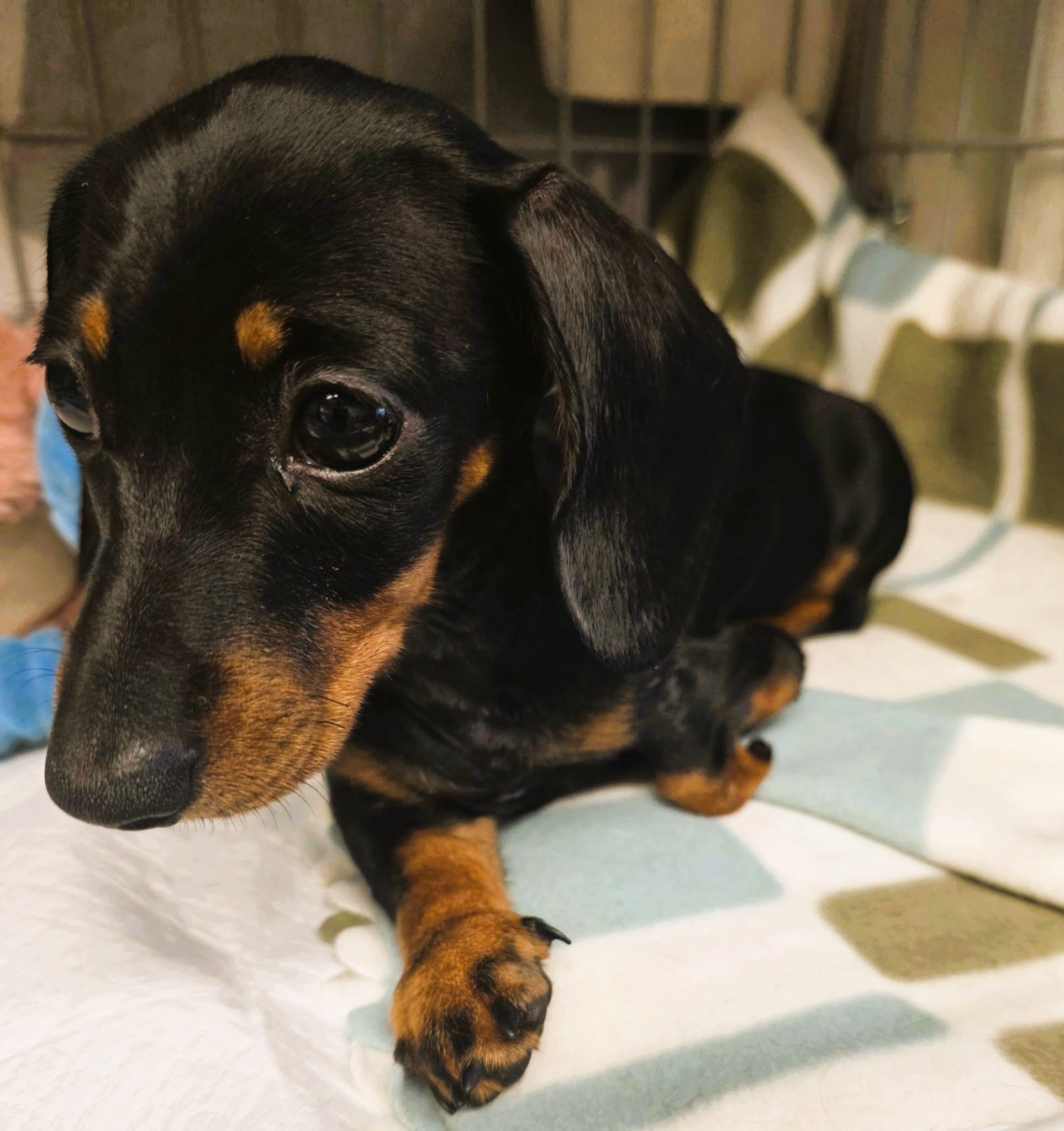 Patti – MIniature Dachshund Puppy