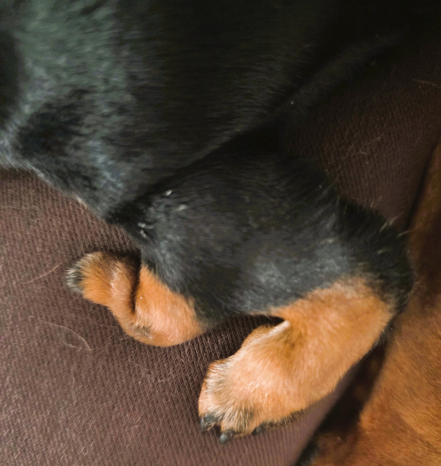 Patti – MIniature Dachshund Puppy