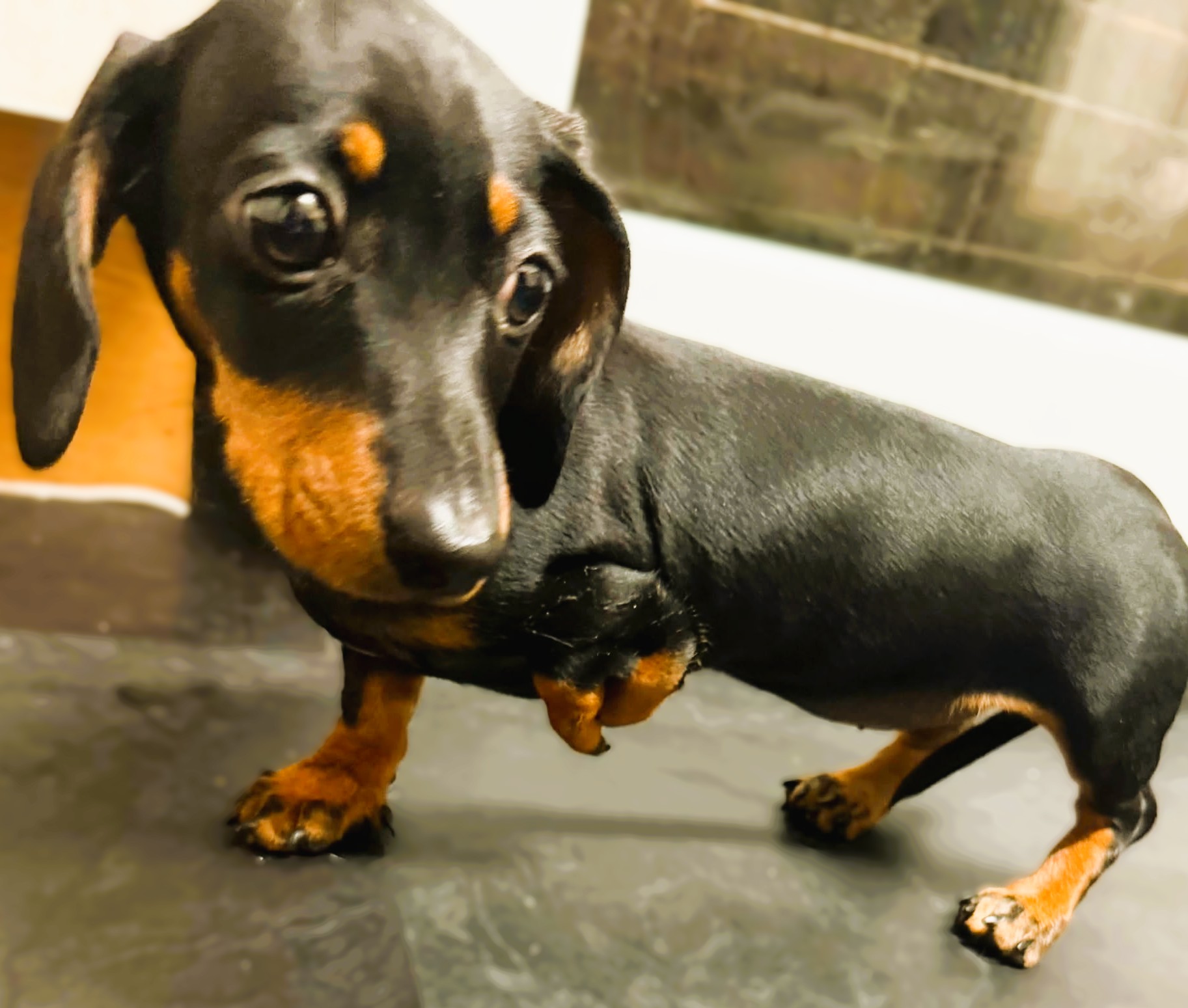 Patti – MIniature Dachshund Puppy
