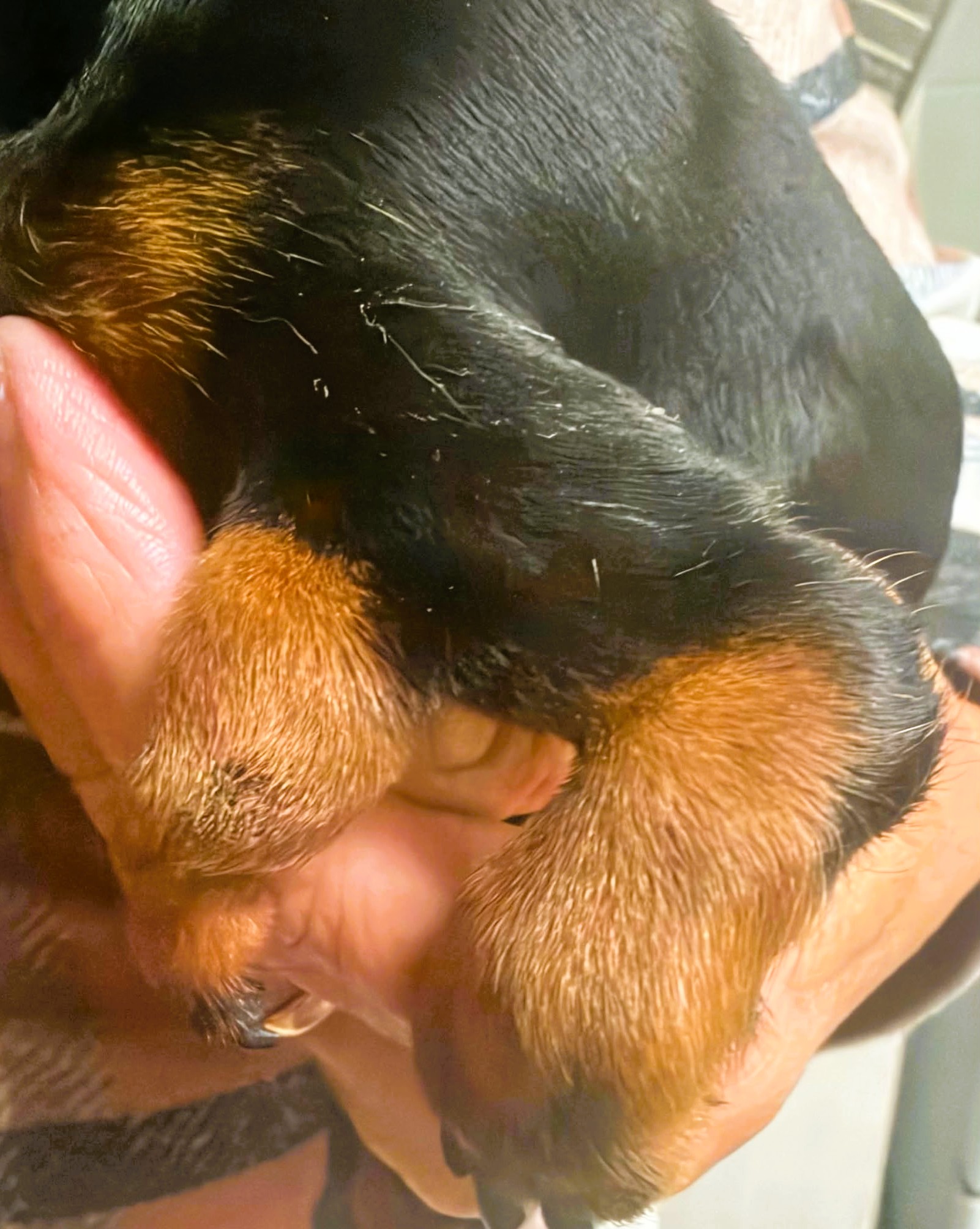 Patti – MIniature Dachshund Puppy