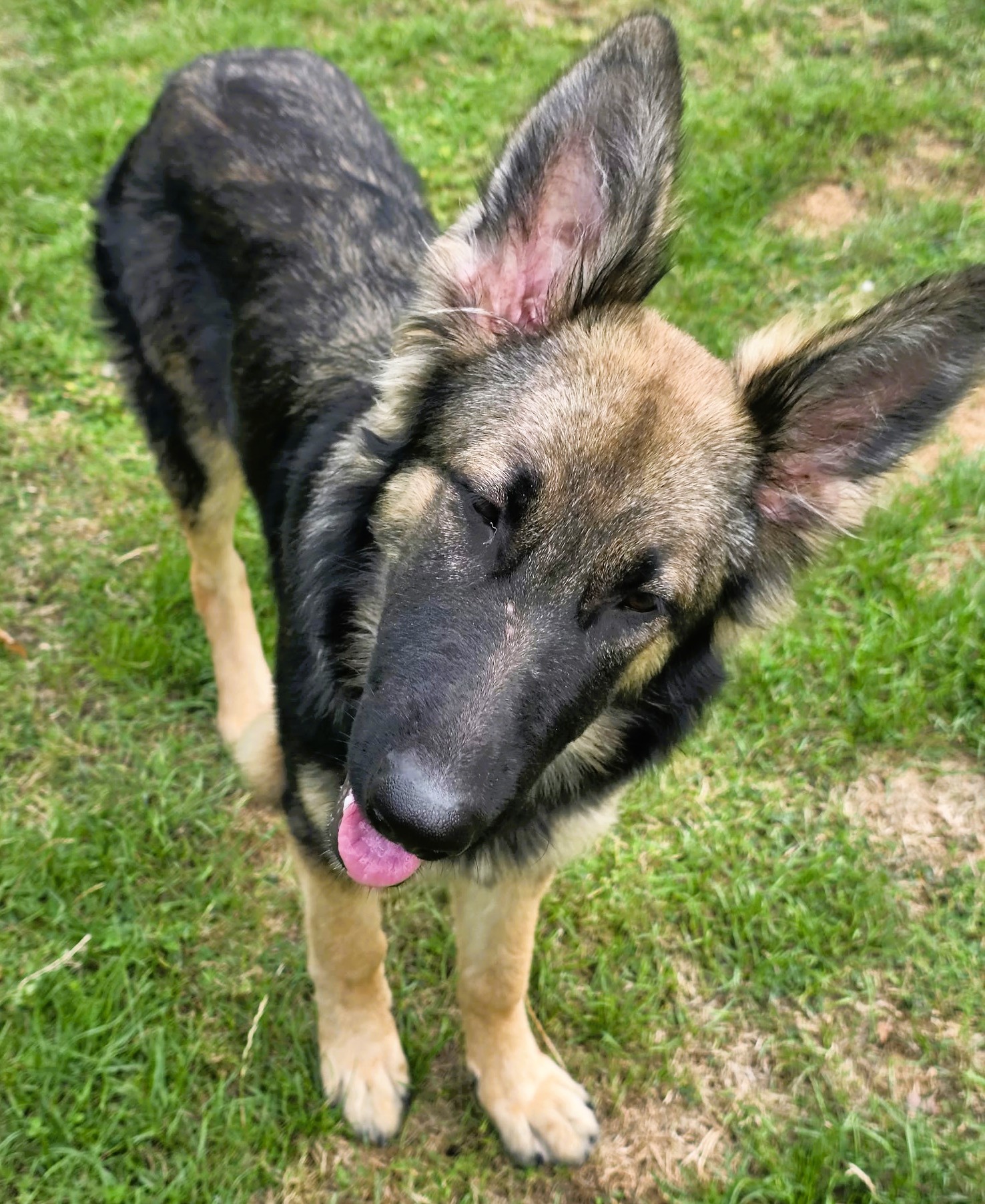 Pickle – GSD (Additional Need)