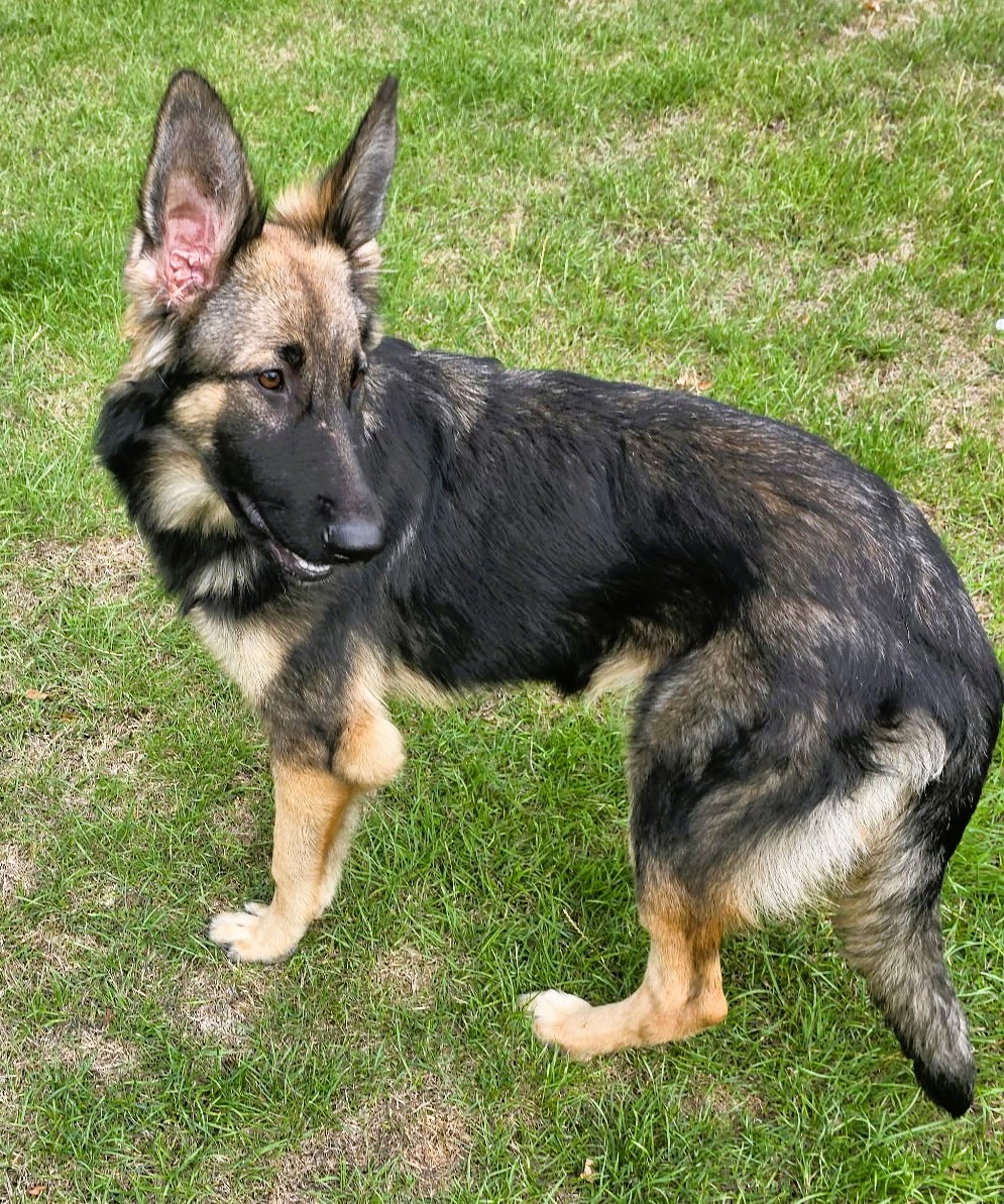 Pickle – GSD (Additional Need)