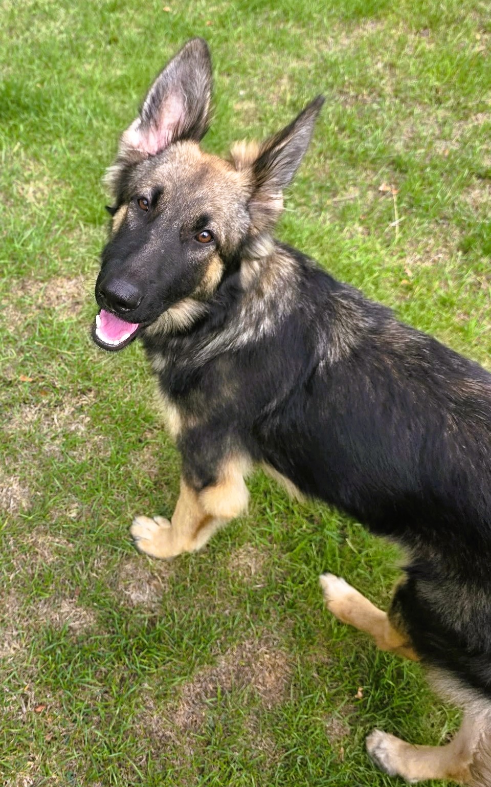 Pickle – GSD (Additional Need)