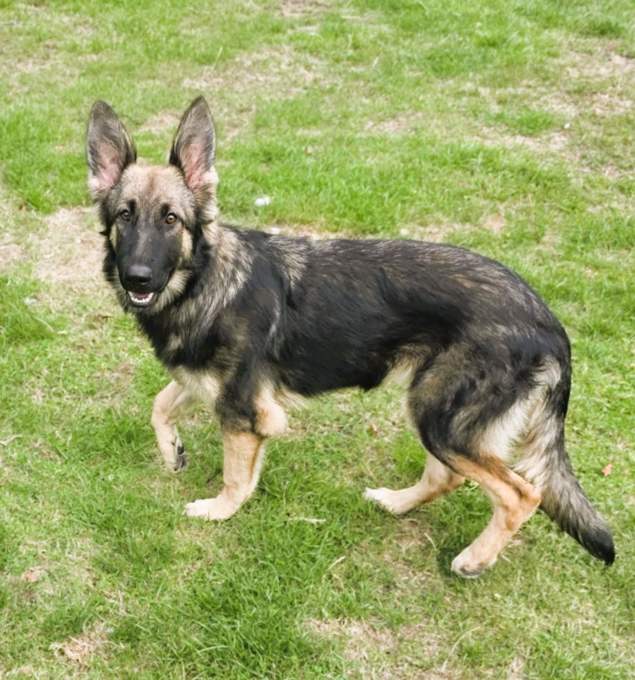 Pickle – GSD (Additional Need)
