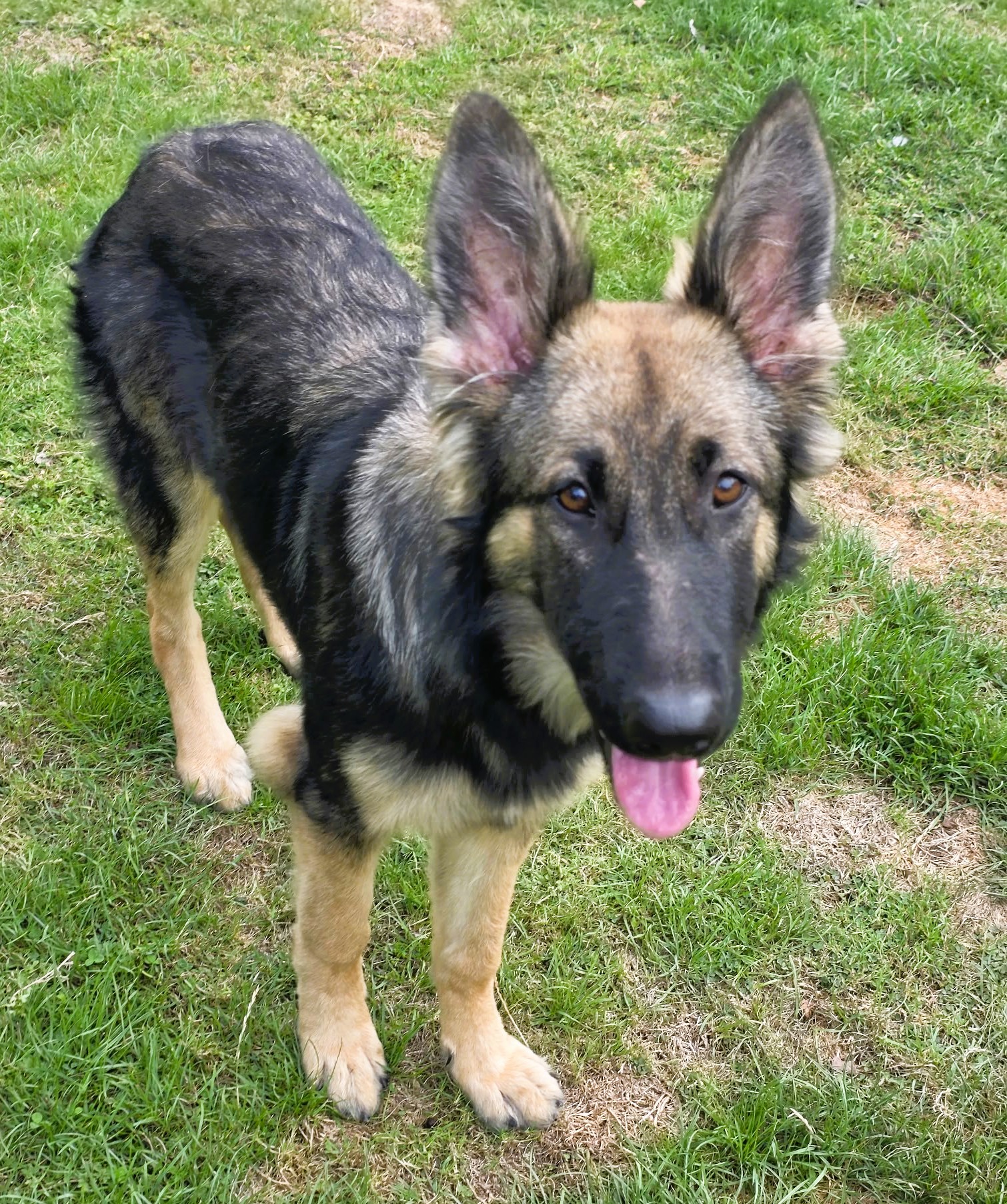 Pickle – GSD (Additional Need)