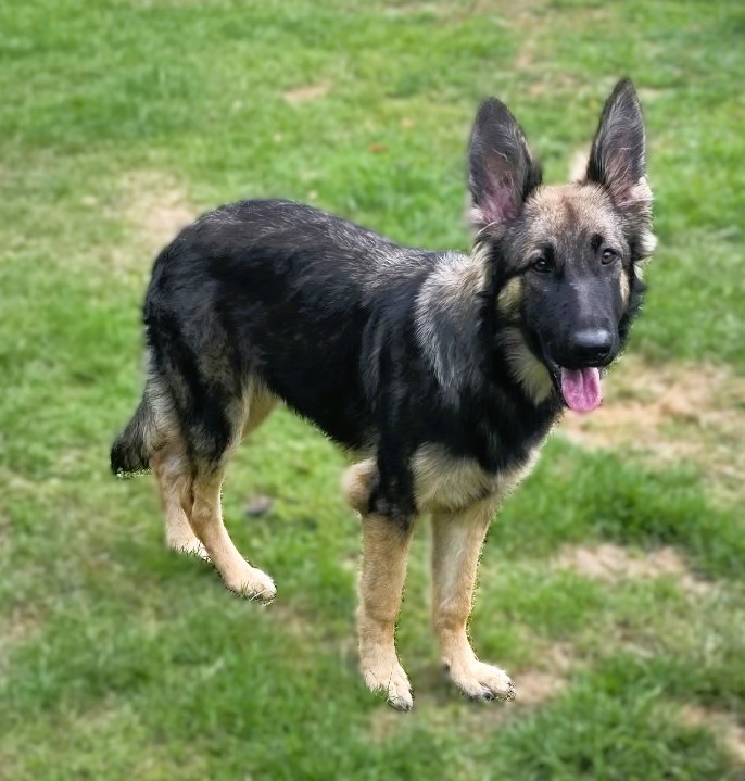 Pickle – GSD (Additional Need)