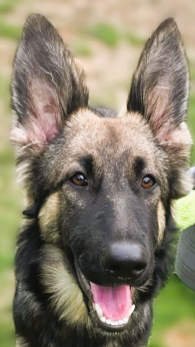 Pickle – GSD (Additional Need)