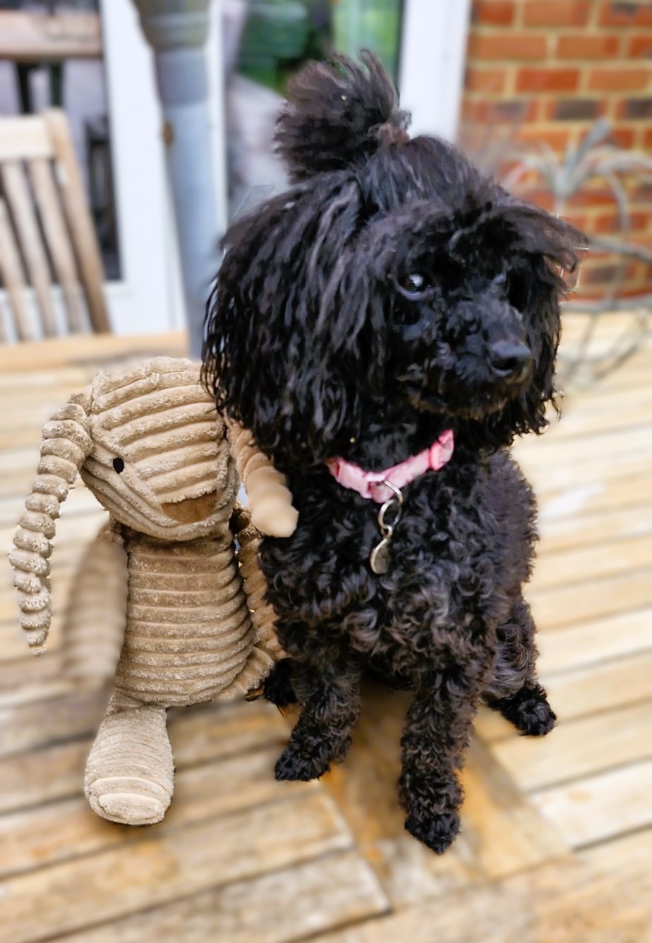 Pixi – Toy Poodle