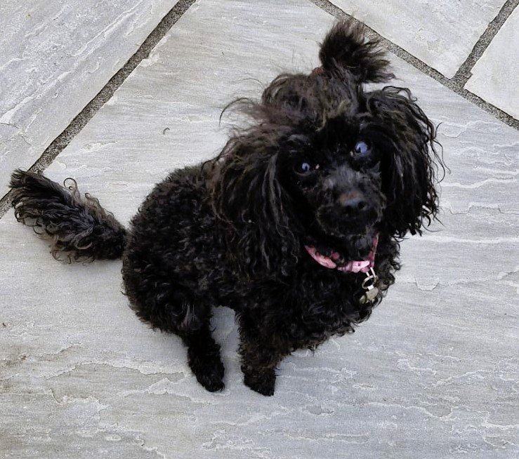 Pixi – Toy Poodle