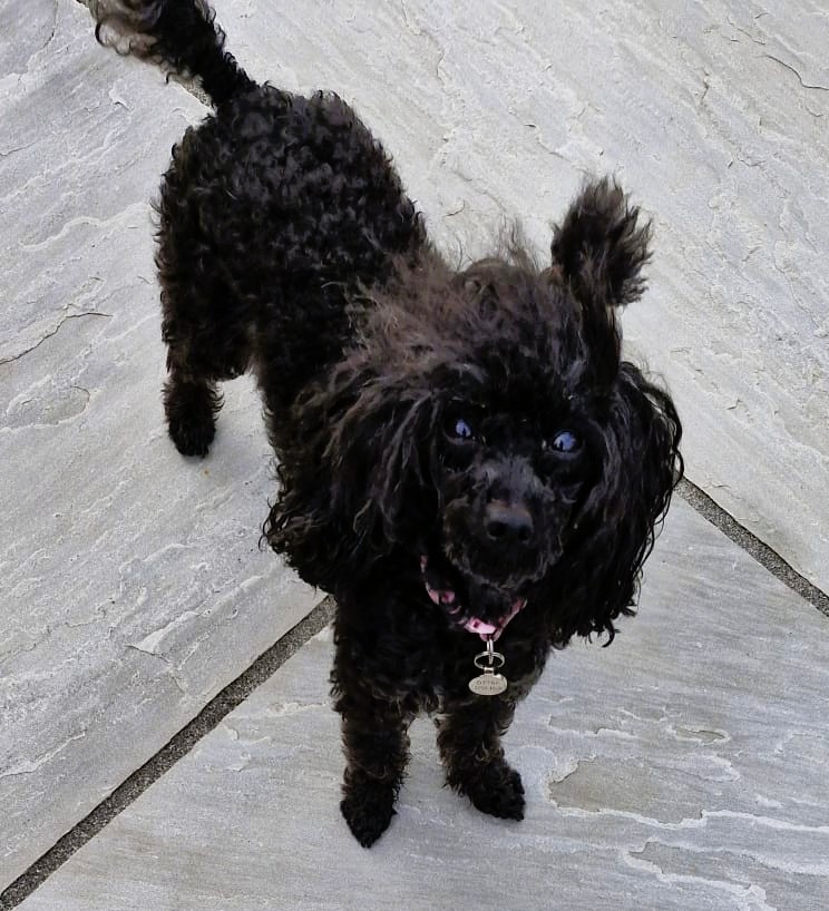Pixi – Toy Poodle