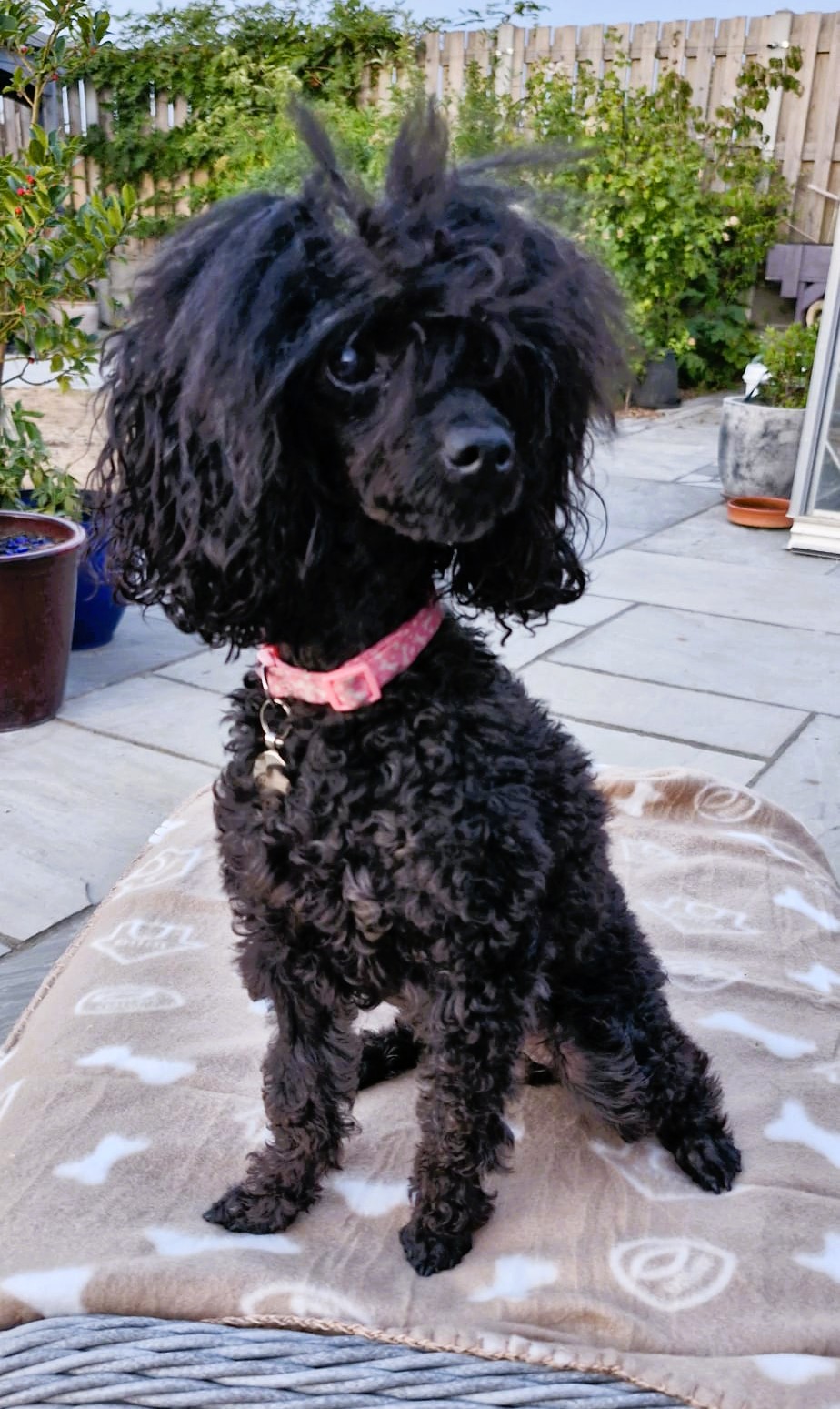 Pixi – Toy Poodle
