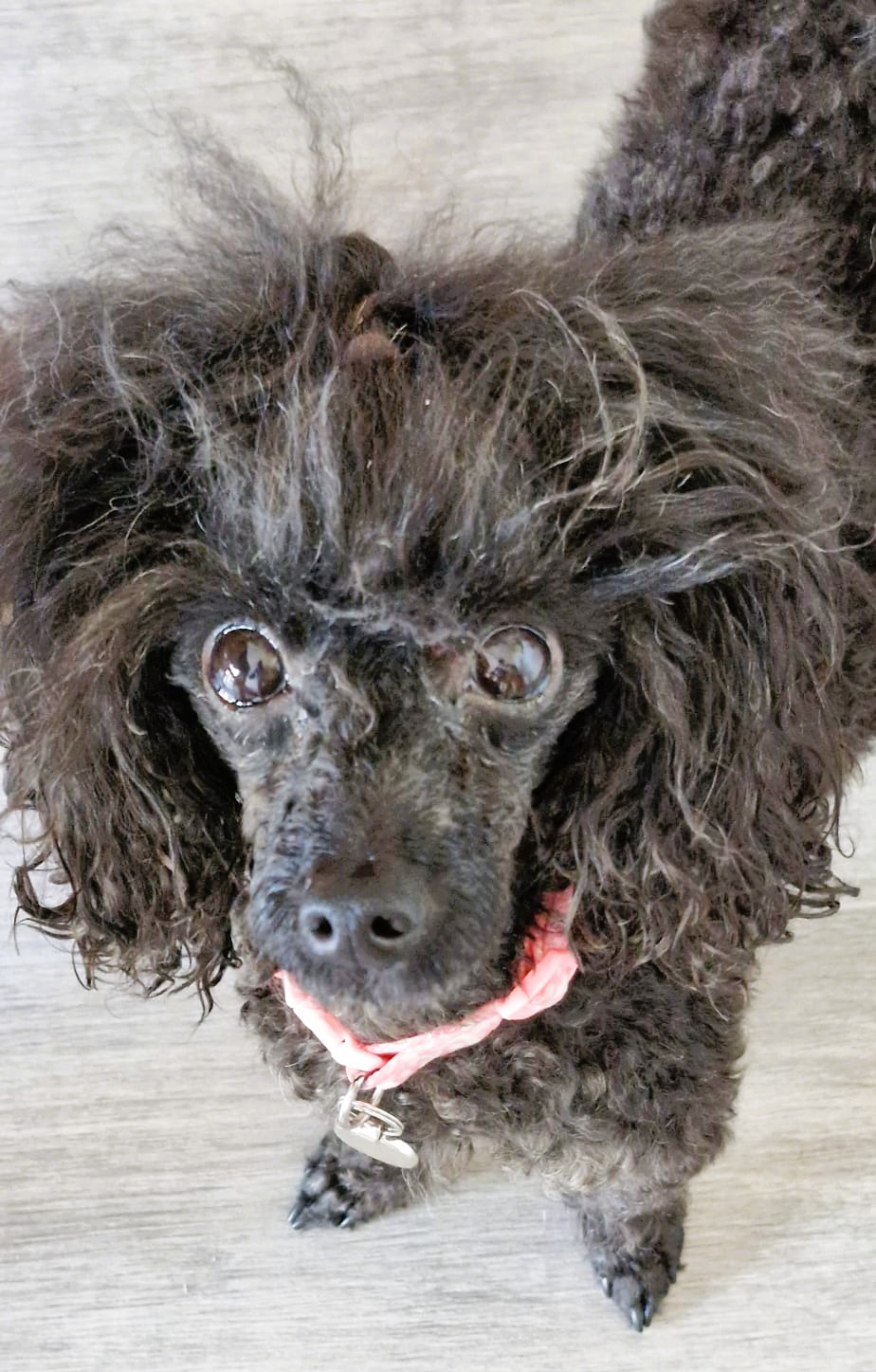Pixi – Toy Poodle