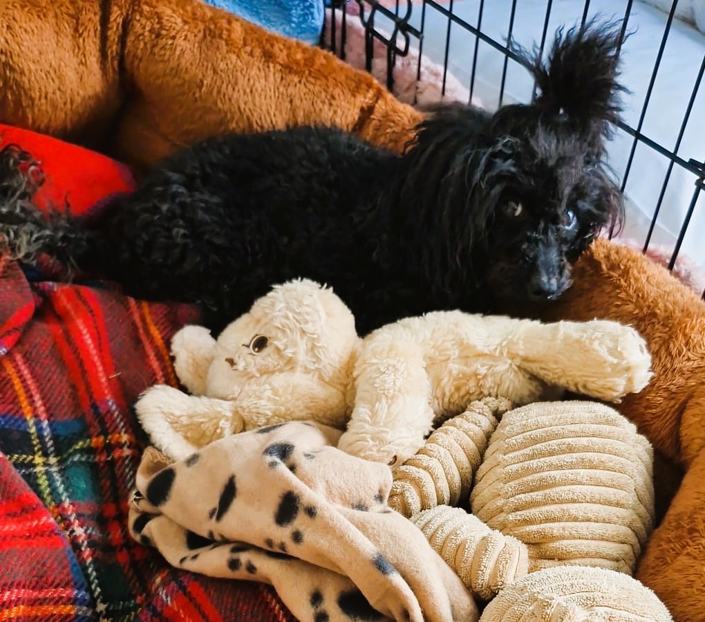 Pixi – Toy Poodle