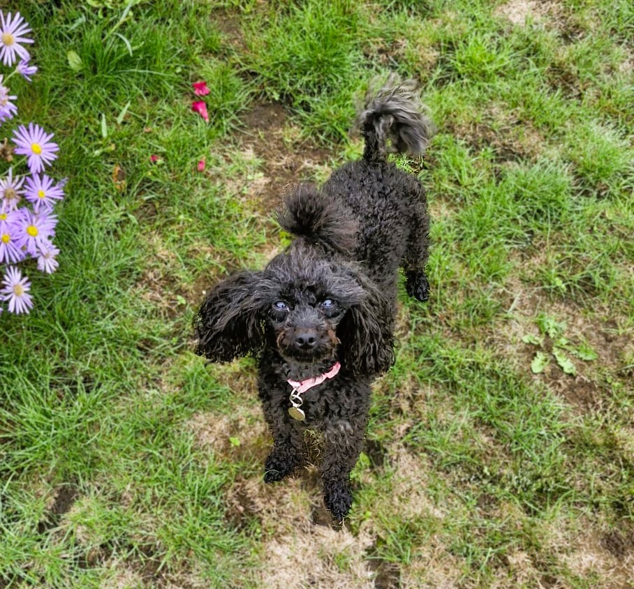 Pixi – Toy Poodle