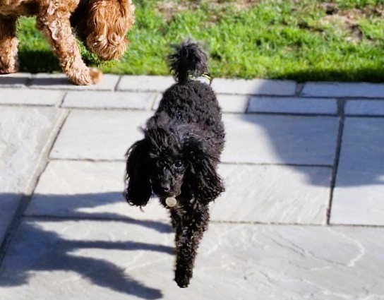 Pixi – Toy Poodle